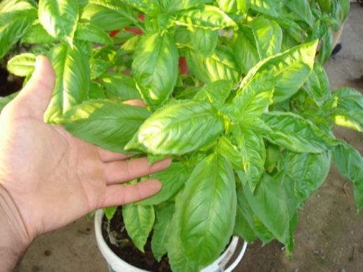 Fesleğen Ağacı Türleri ve Özellikleri