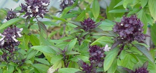 Fesleğen Reyhan Kullanımı ve Faydaları Nelerdir?