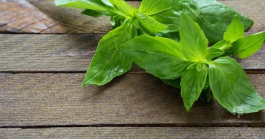 Fesleğenin Cilde Faydaları ve Kullanımı