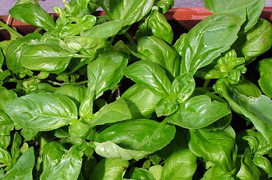 Fesleğen Çeşitleri Nelerdir?