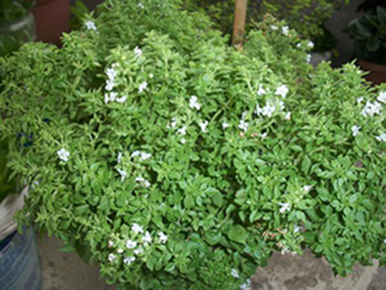 Fesleğen Faydaları Nelerdir?