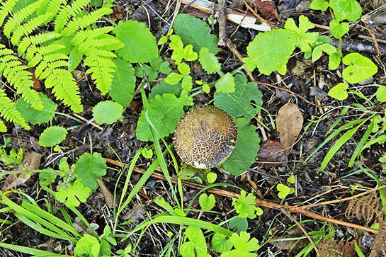 Fesleğen Mantarı Özellikleri ve Faydaları Nelerdir?