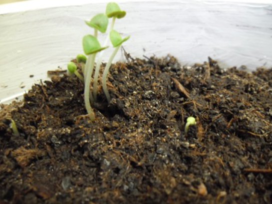 Fesleğen Tohumu Türleri ve Özellikleri