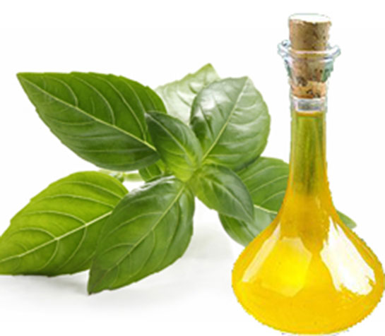 Fesleğen Yağı Kullanımı ve Faydaları Nelerdir?