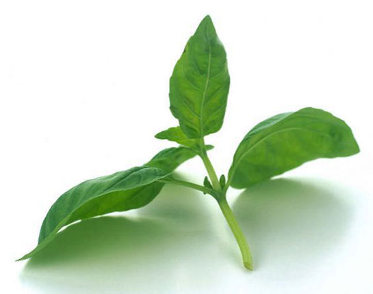 Fesleğen Yaprağı Kullanımı ve Faydaları Nelerdir?